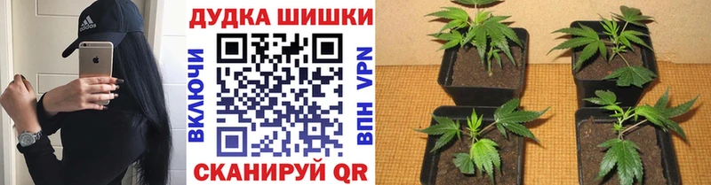 Бошки марихуана SATIVA & INDICA  Купить  Николаевск 